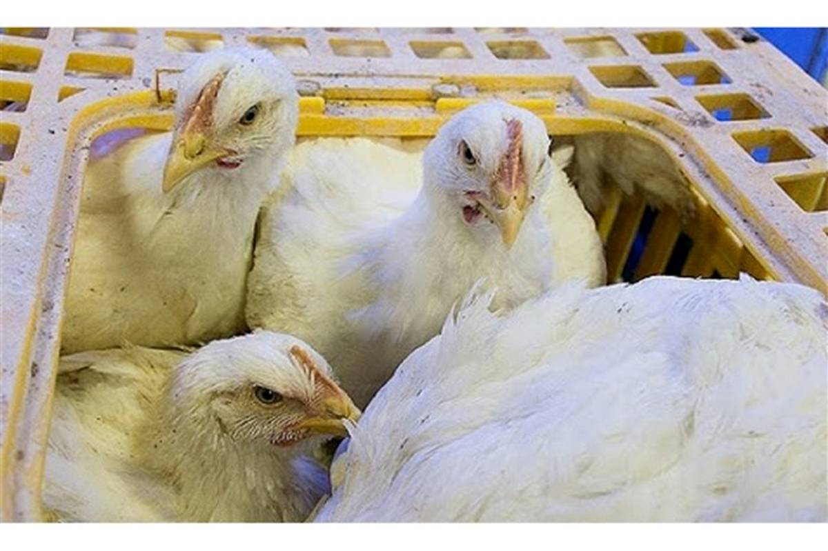 کشف بیش از هزار قطعه مرغ زنده فاقد مجوز در میانه
