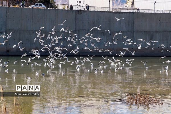 پرندگان مهاجر مهمان این روزهای شیراز
