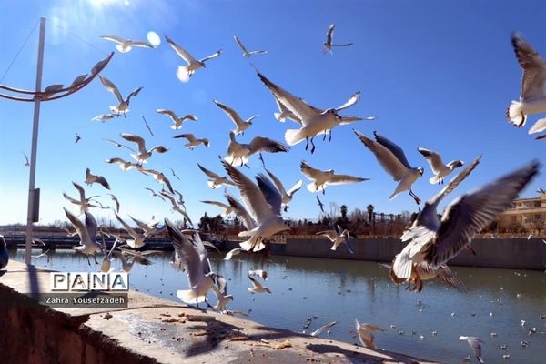 پرندگان مهاجر مهمان این روزهای شیراز