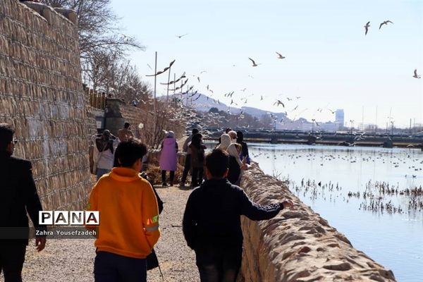 پرندگان مهاجر مهمان این روزهای شیراز