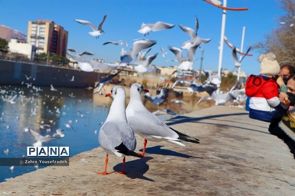 پرندگان مهاجر مهمان این روزهای شیراز