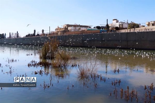 پرندگان مهاجر مهمان این روزهای شیراز