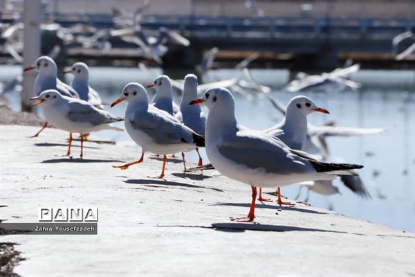 پرندگان مهاجر مهمان این روزهای شیراز