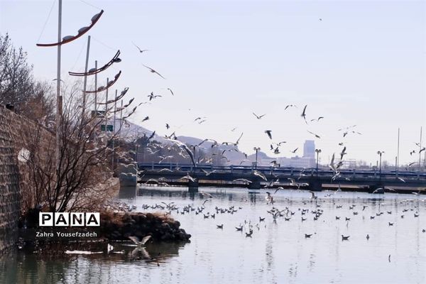 پرندگان مهاجر مهمان این روزهای شیراز