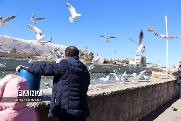 پرندگان مهاجر مهمان این روزهای شیراز
