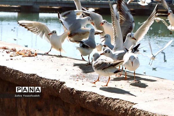 پرندگان مهاجر مهمان این روزهای شیراز