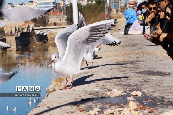 پرندگان مهاجر مهمان این روزهای شیراز