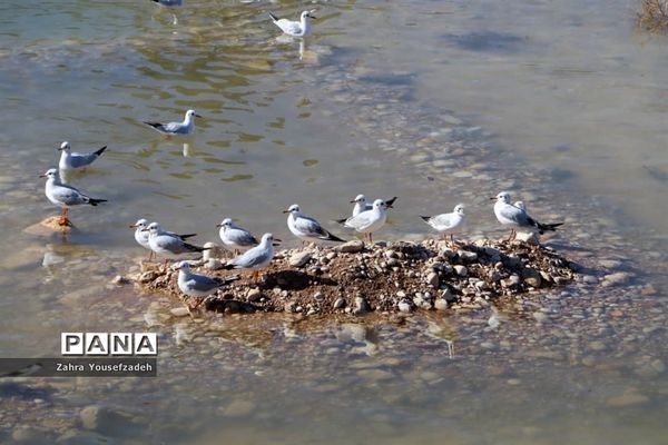 پرندگان مهاجر مهمان این روزهای شیراز