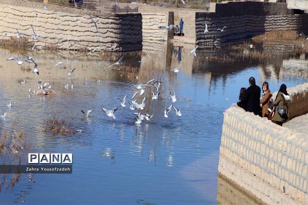 پرندگان مهاجر مهمان این روزهای شیراز