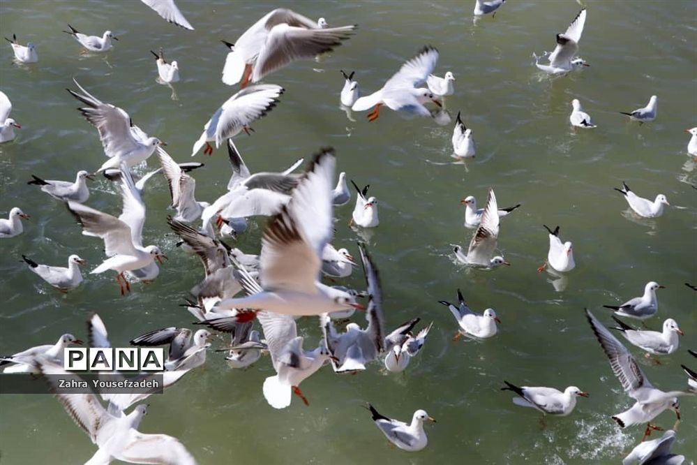 پرندگان مهاجر مهمان این روزهای شیراز