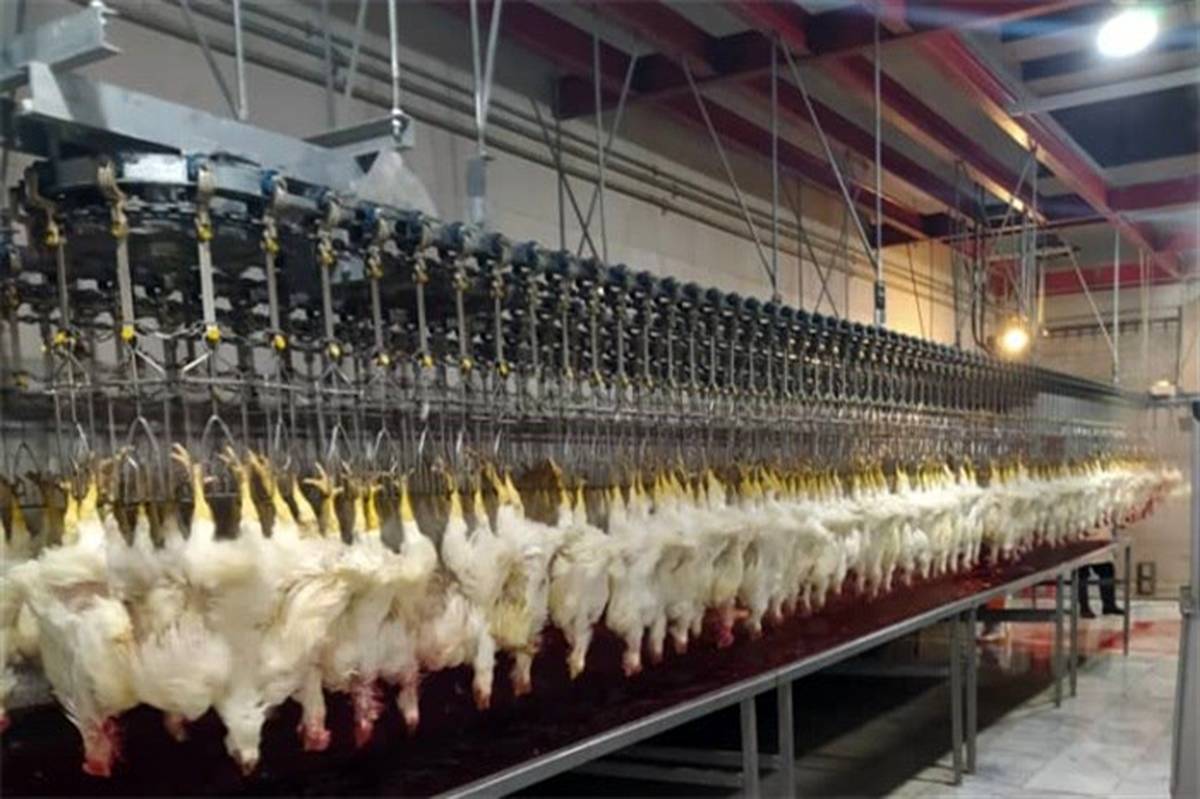 تولید بیش از ۳ هزار تُن مرغ در فسا