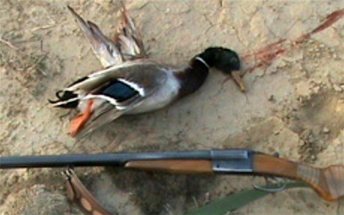 شکار بی‌رویه اردک‌های وحشی رودخانه کاج ادامه دارد