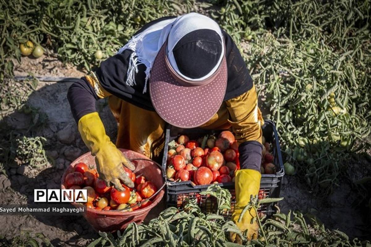 اجرای ناقص بیمه زنان سرپرست‌خانوار؛ تلاش‌ برای تحقق بیمه این زنان ادامه دارد