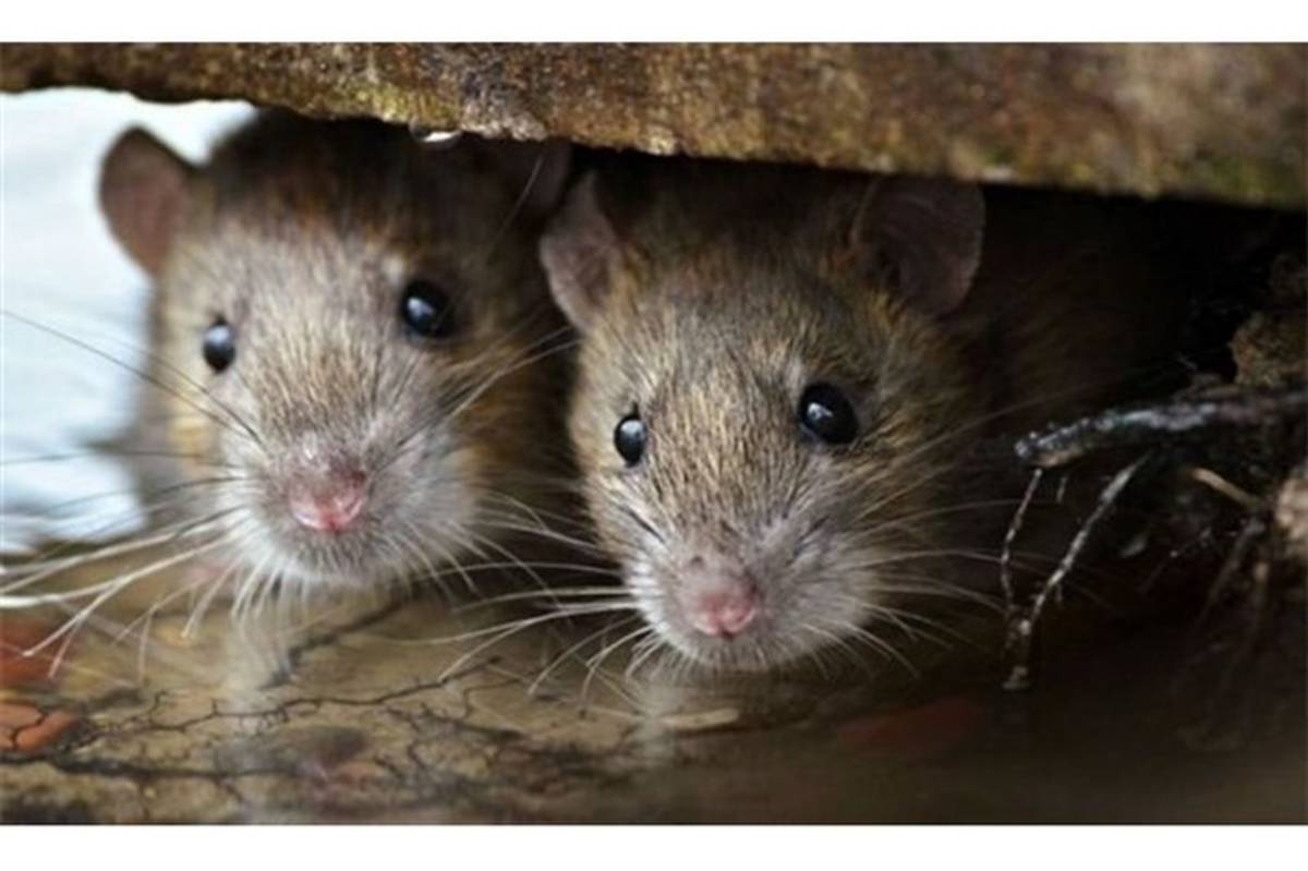 خوردن موش‌های تازه متولد شده در این کشور
