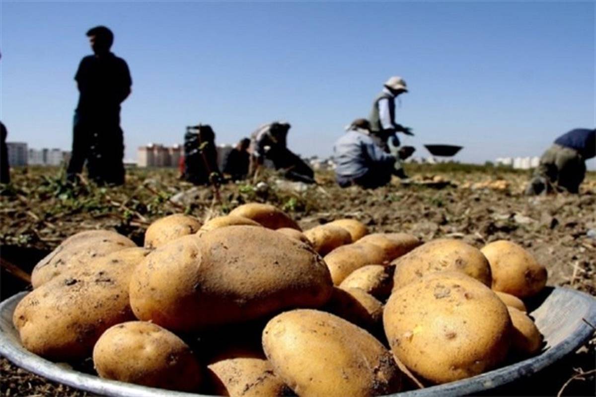 اقدام وزارت جهادکشاورزی برای کاهش قیمت سیب‌زمینی