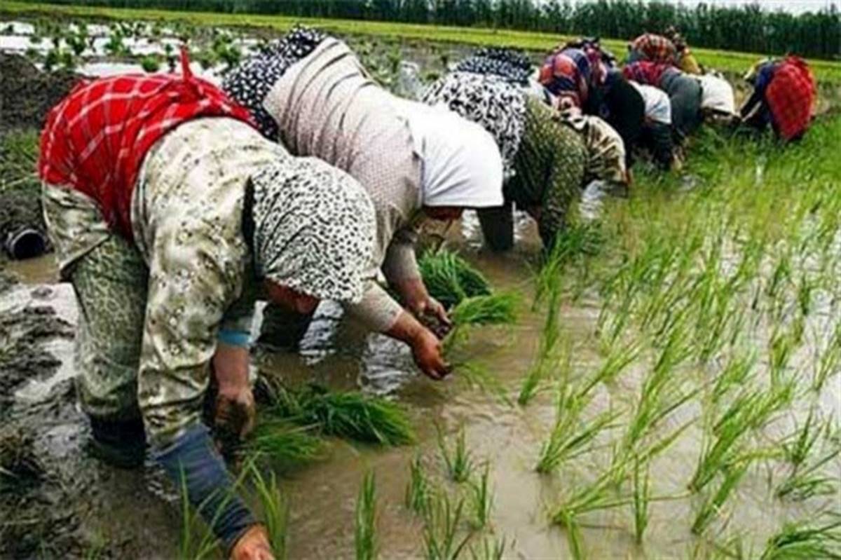 قول وزیر جهاد کشاورزی برای رسیدن به خودکفایی برنج تا شهریور 1401