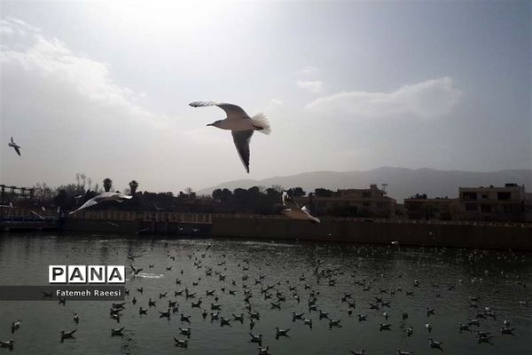 پرندگان مهاجر میهمان این روزهای شیراز