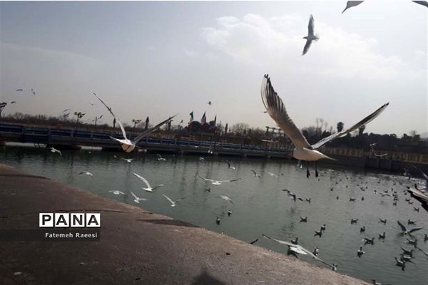 پرندگان مهاجر میهمان این روزهای شیراز