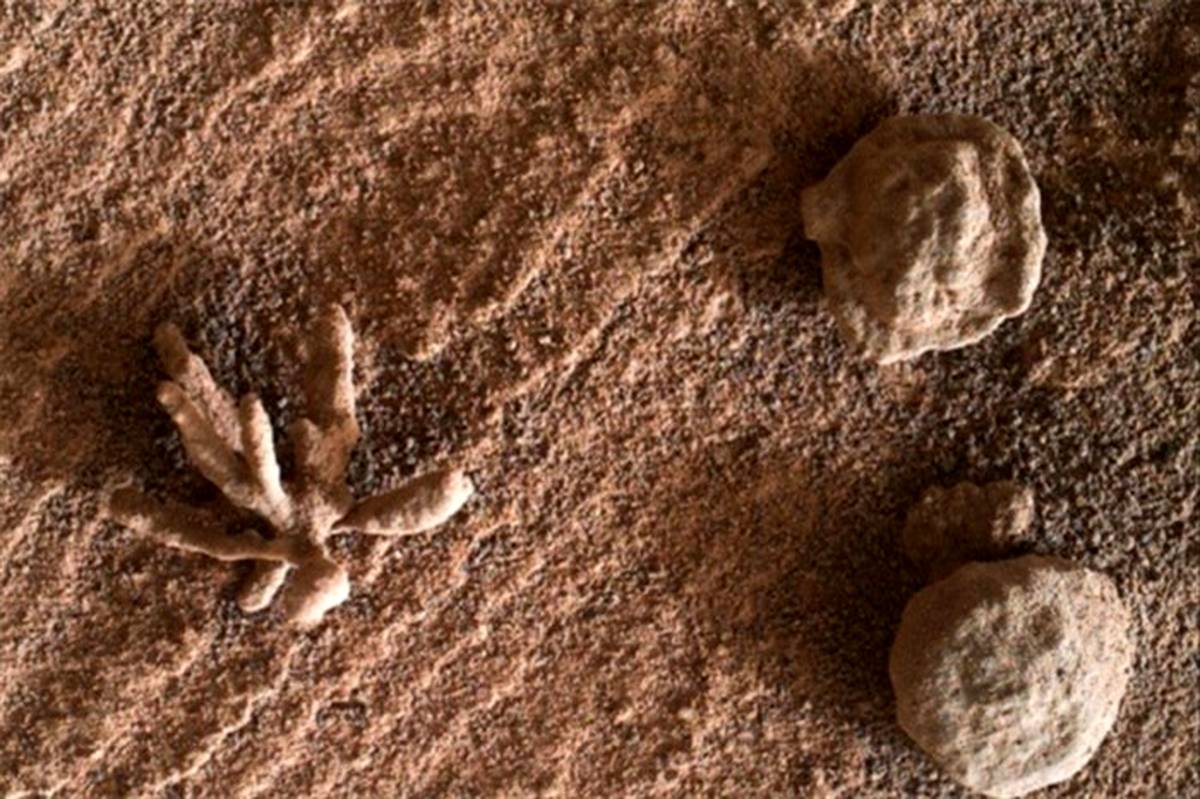 تصویر شگفت انگیز از کشف یک گُل در مریخ