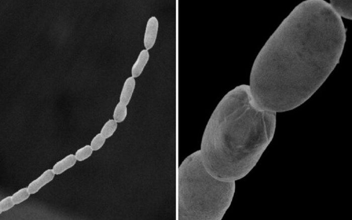 کشف باکتری‌های بزرگ‌تر از مگس!