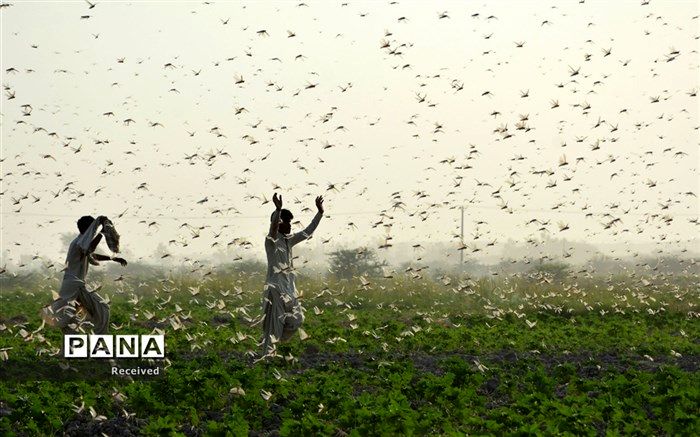 آماده‌باش ستاد مبارزه با ملخ در نوروز