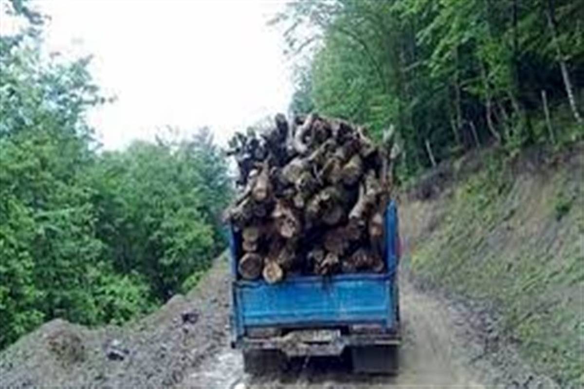 کشف بیش از ٢ تن  درخت تاغ غیرمجاز در نیشابور