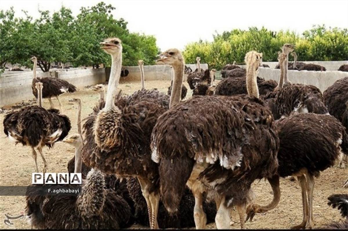 برگزاری دوره پرورش دام سبک در شهرستان بن