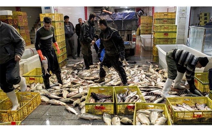 بررسی وضعیت قیمت ماهی قزل آلا در بازار