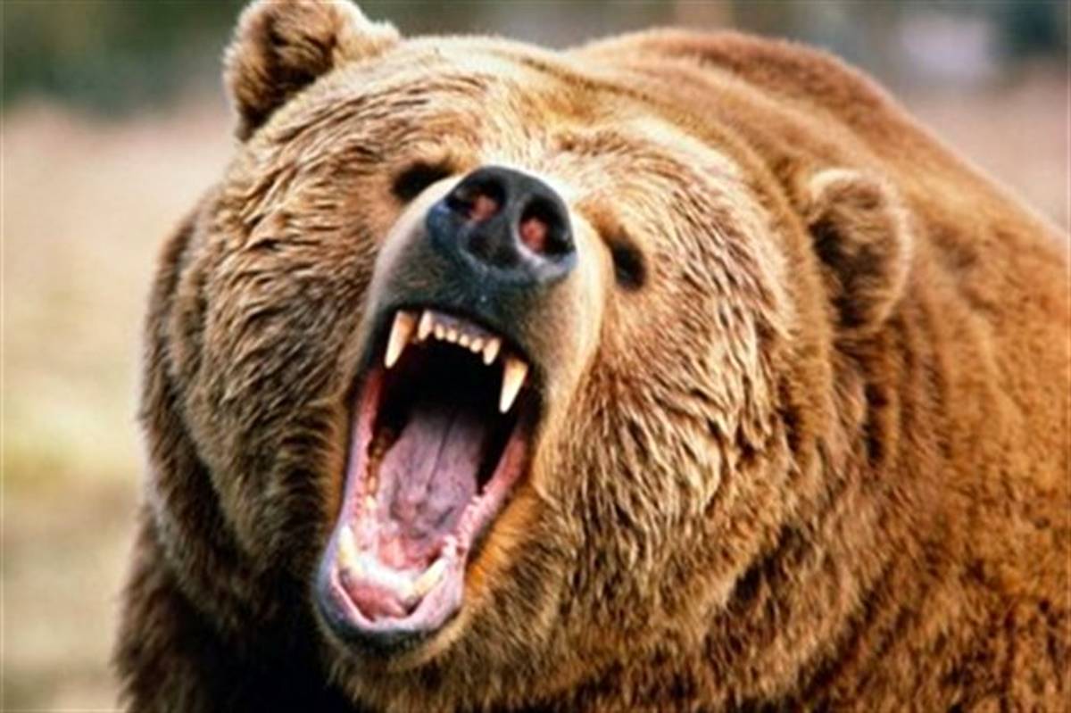 حمله خرس به یک چوپان در ماسال