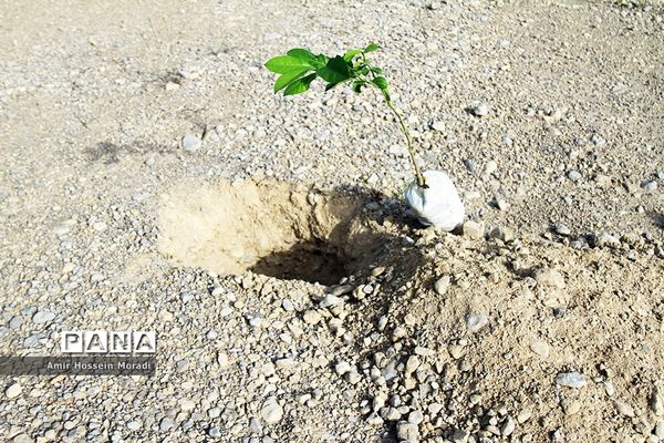 آئین کاشت 1500 اصله نهال در هرمزگان