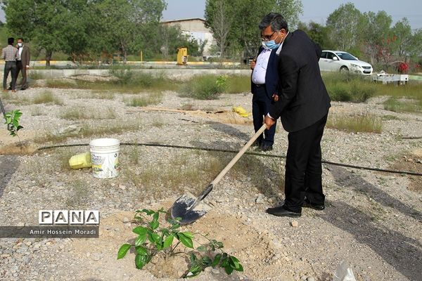 آئین کاشت 1500 اصله نهال در هرمزگان