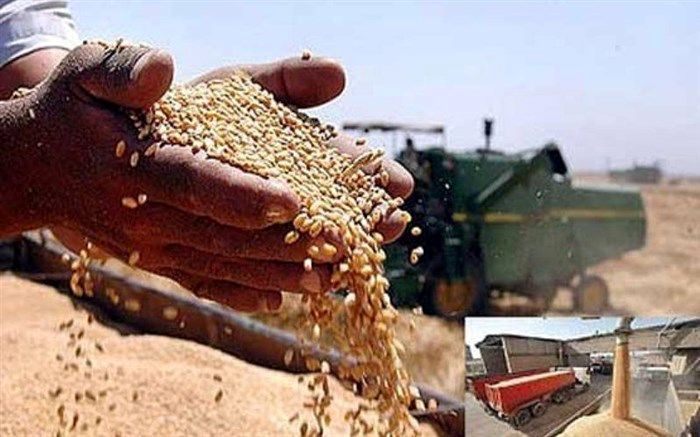 افزایش ۴۲ تا ۷۶ درصدی قیمت گندم صادراتی در بازارهای جهانی