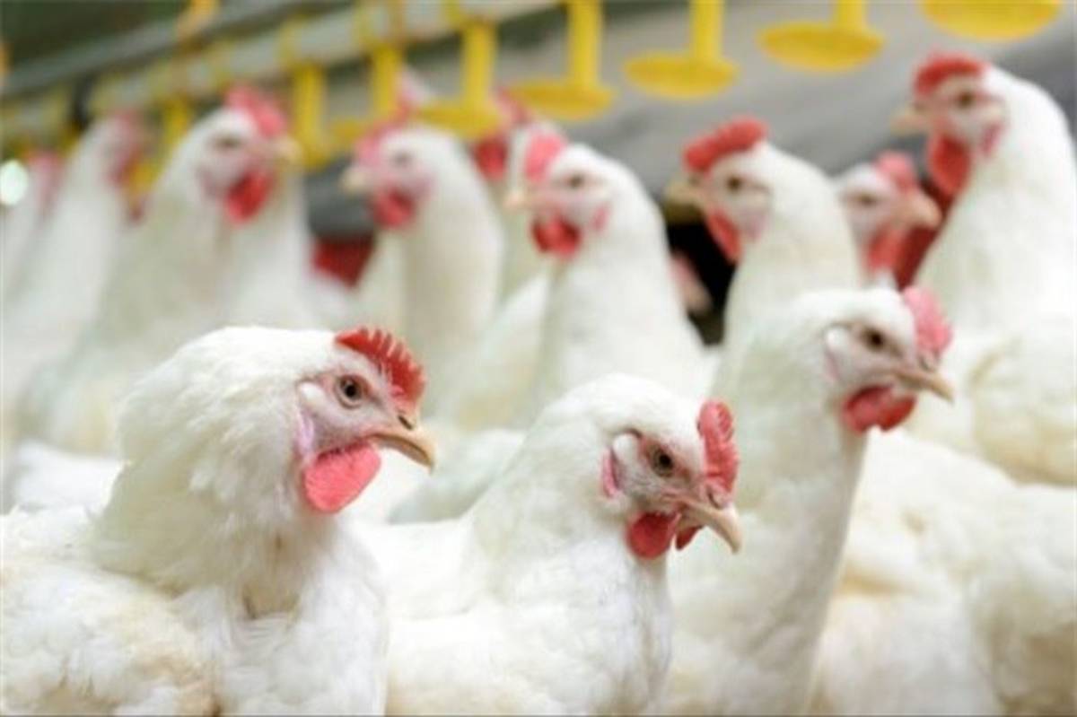 چرا قیمت مرغ زنده در بازار کمتر از نرخ مصوب است