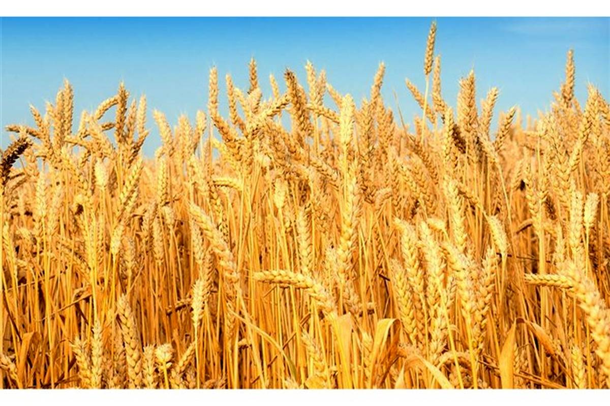 بیش از ۱۷ هزار تن گندم از کشاورزان گلوگاهی خریداری شد