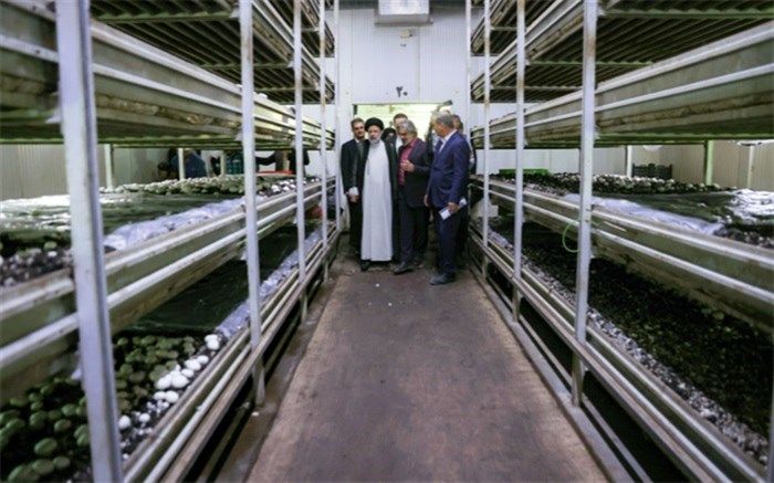 بازدید رئیس‌جمهوری از یکی از بزرگترین مزارع پرورش قارچ کشور