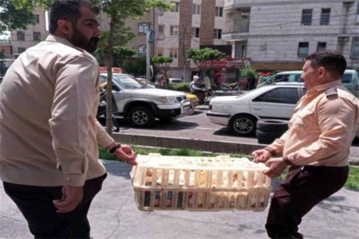 قیمت دام زنده در تهران اعلام شد