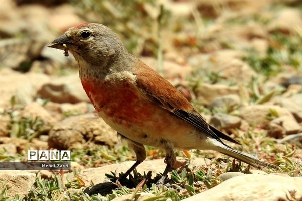 زیبایی‌های چلگرد و کوهرنگ