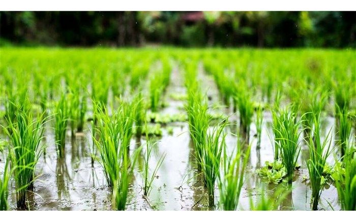 بیش از ۳ هزار هکتار از زمین‌های زراعی شهرستان گلوگاه زیر کشت برنج رفت