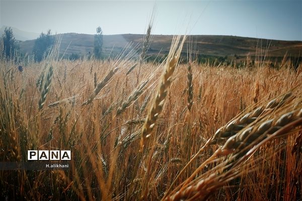 طبیعت تابستانی روستای دره بید شهرستان کوهرنگ