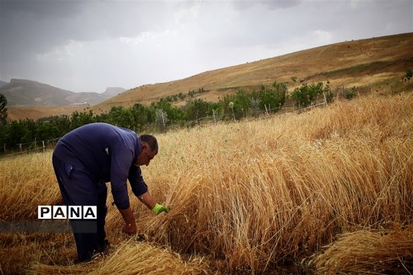 طبیعت تابستانی روستای دره بید شهرستان کوهرنگ