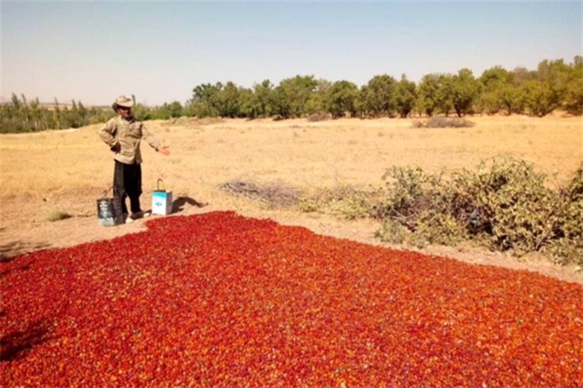 آغاز برداشت آلوچه در باغات شهرستان بن