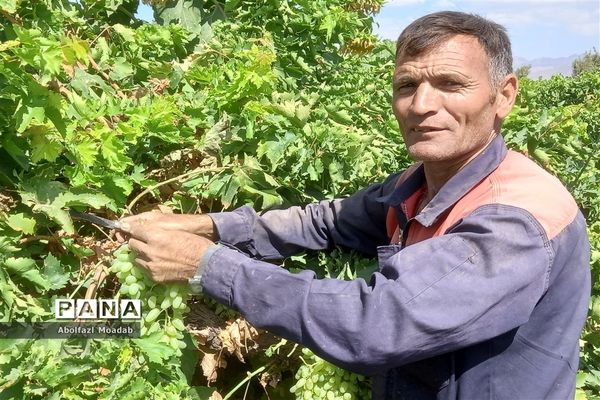 برداشت انگور از خلیل‌آباد