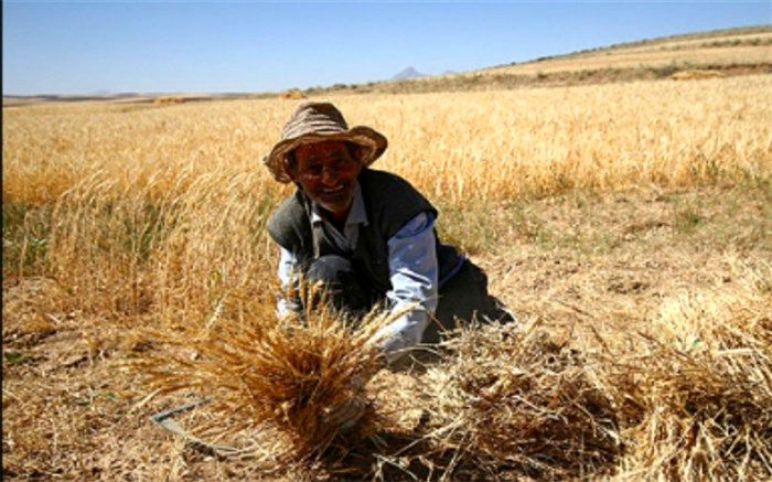 تحقق ۵۷ درصدی تولید و خرید بذر جو تاکنون