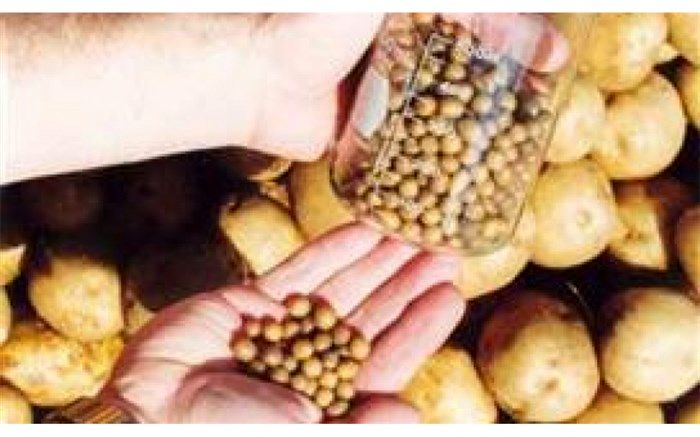 عزم جزم مدیران برای تولید بذر سیب‌زمینی در اردبیل
