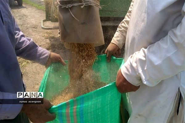 برداشت برنج در شالیزارهای قائمشهر