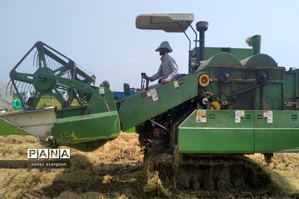برداشت برنج در شالیزارهای قائمشهر