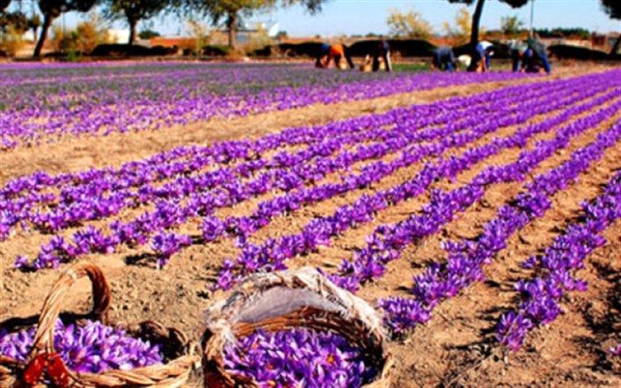 ایران چه میزان از صادرات زعفران در دنیا سهم دارد؟