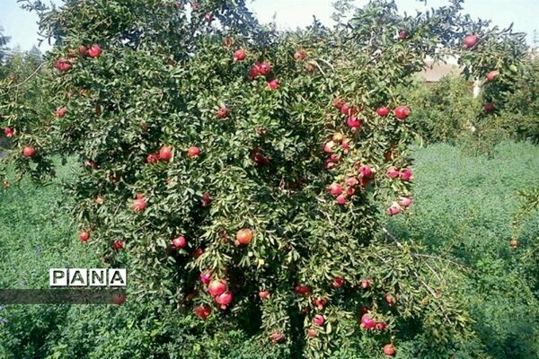 برداشت انار از باغات روستای خور