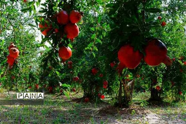 برداشت انار از باغات روستای خور