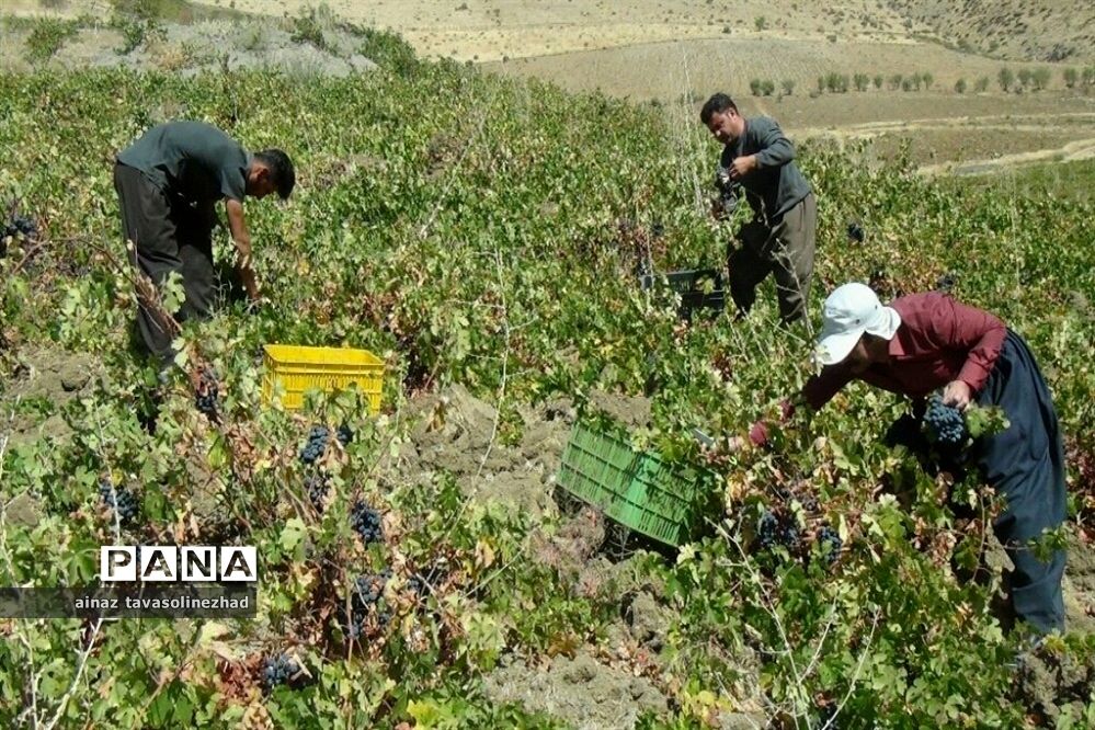 آغاز برداشت شاه‌دانه‌های یاقوتی در روستای خور